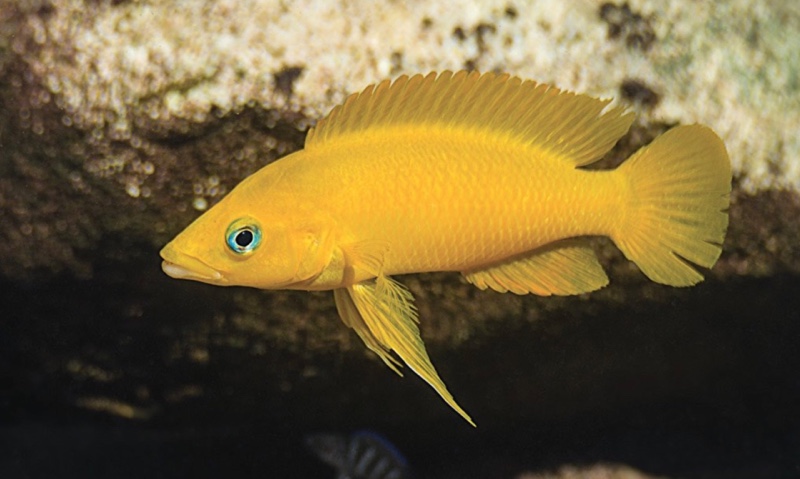 Neolamprologus leleupi 'Kilima'